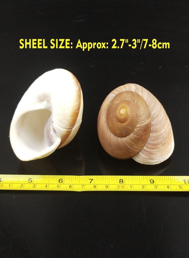 Besimple 4 Pack Large Hermit Crab Shells, Muffin Snail, Turbo, Giant Land Snail | Hermit Crab House for Fish Tank Aquarium Decoration, Beach Home Decor, Wedding Centerpieces, 2.75"-3" - Image 4